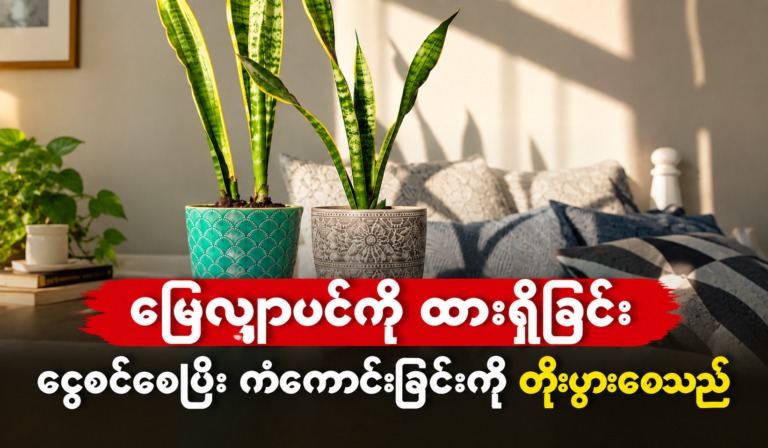 ယုံကြည်မှုအယူအဆများအရ ကံကောင်းခြင်းများကို ဆွဲဆောင်နိုင်ရန်အတွက် သင့်အိမ်တွင်း၌ “Sansevieria” (Snake Plant) အပင်ကို ထားရှိသင့်သည့် အကောင်းဆုံးနေရာများ